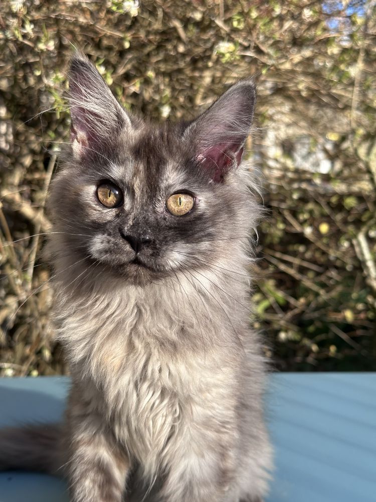 Chatons Maine Coon Loof facilit&eacute; de paiement possible 1100 28250 Digny