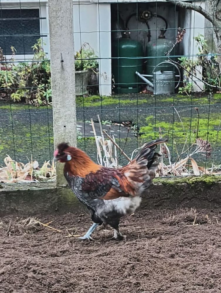 COQ 50 86530 Naintr�