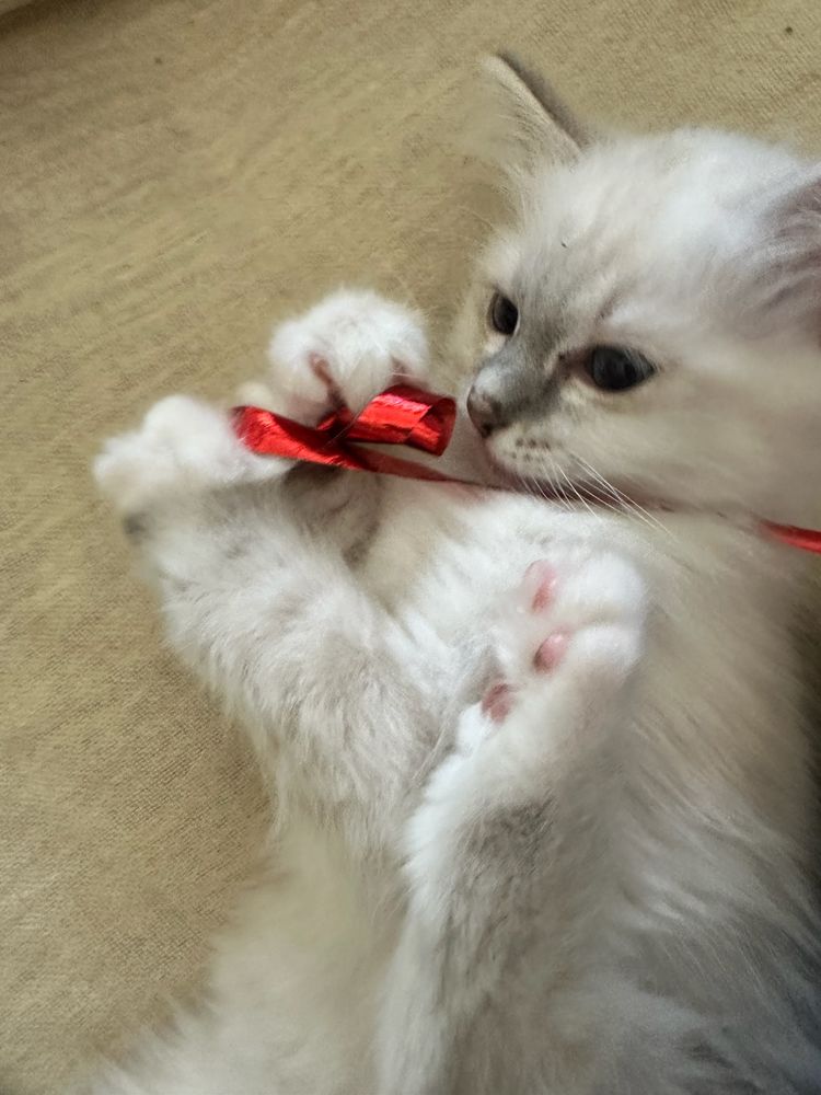 chaton sacr&eacute; de birmanie femelle 1200 13008 Marseille