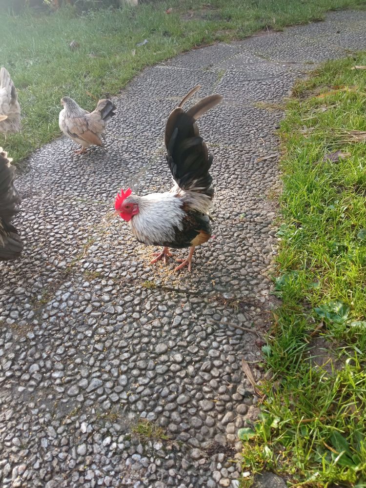 Serama 8 44460 F�gr�ac