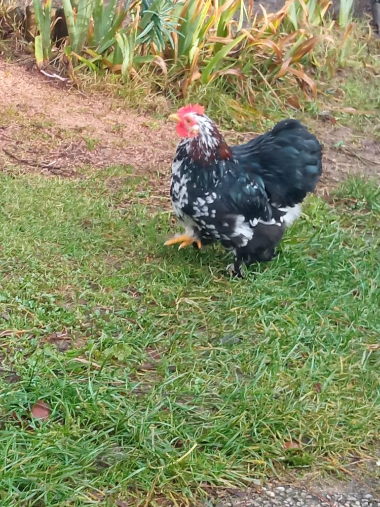 Pekin 5 44460 F�gr�ac