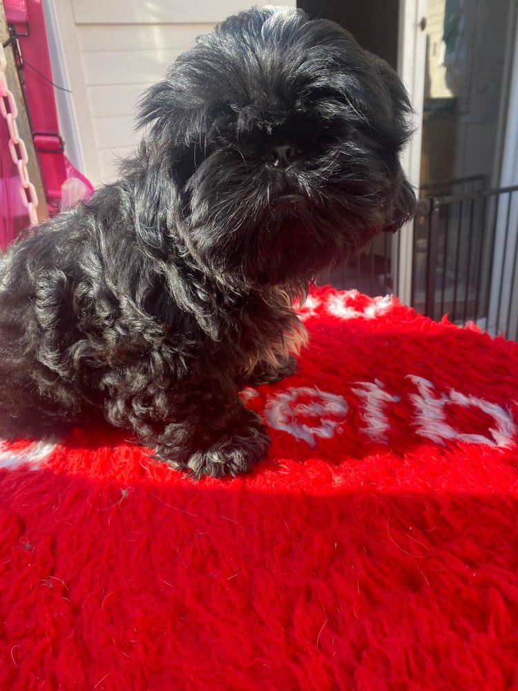 chiots shih tzu 1500 83200 Toulon