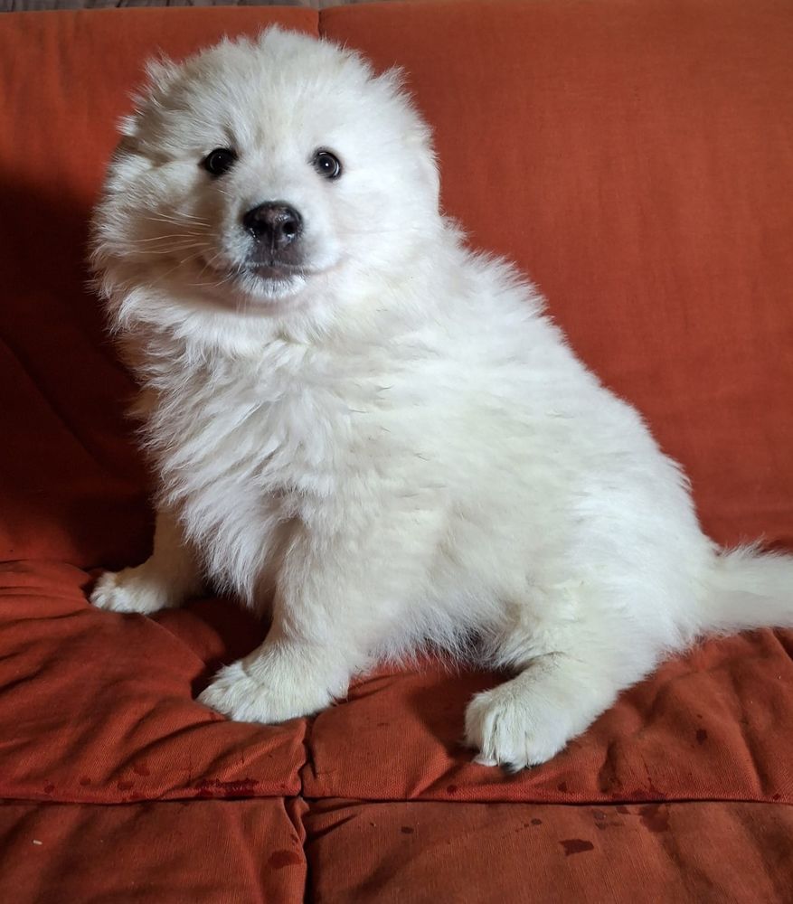 Chiot finnois de Laponie 1300 56330 Pluvigner