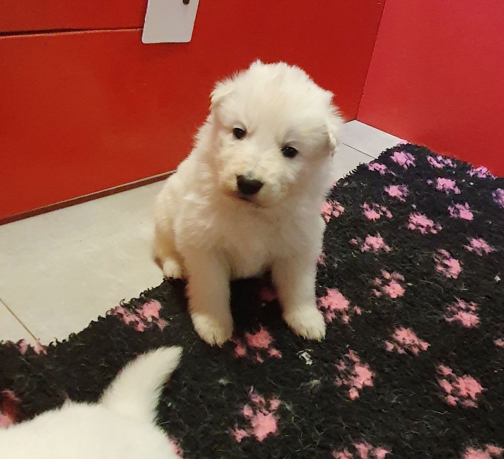 Chiots Bergers Blanc Suisse LOF &agrave; R&eacute;server 1850 39570 Revigny