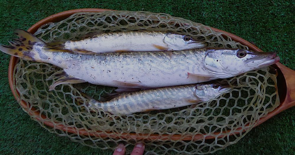 Brochets vivants 5 44250 Saint-brevin-les-pins