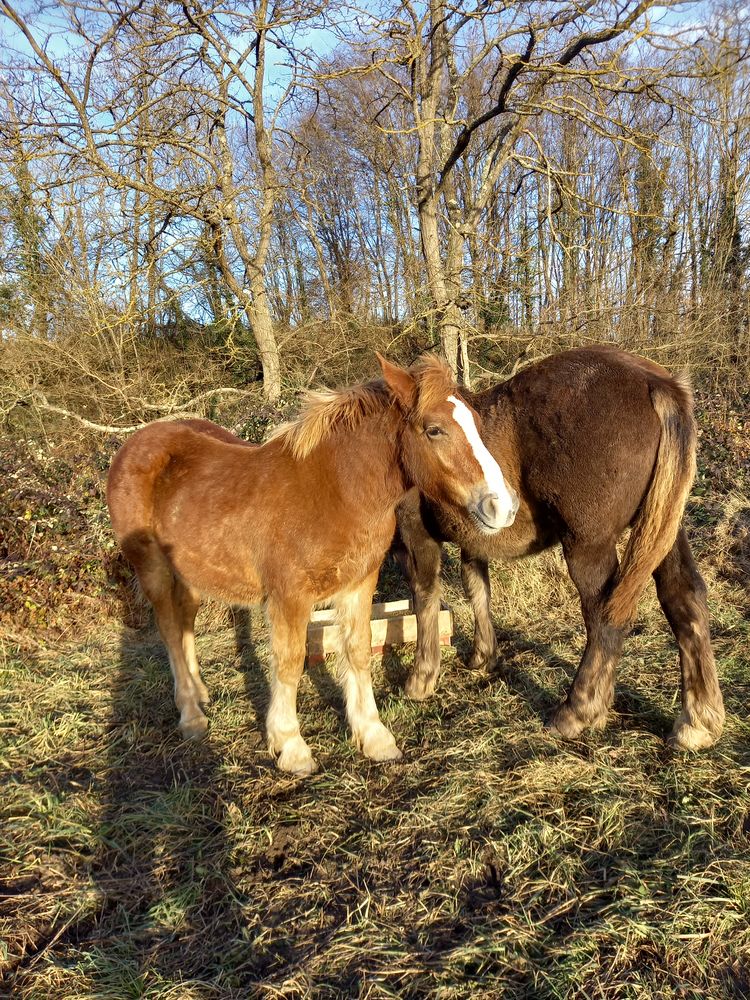 Vent deux poulain de trait pour plus de renseignements merci 1200 63350 Maringues