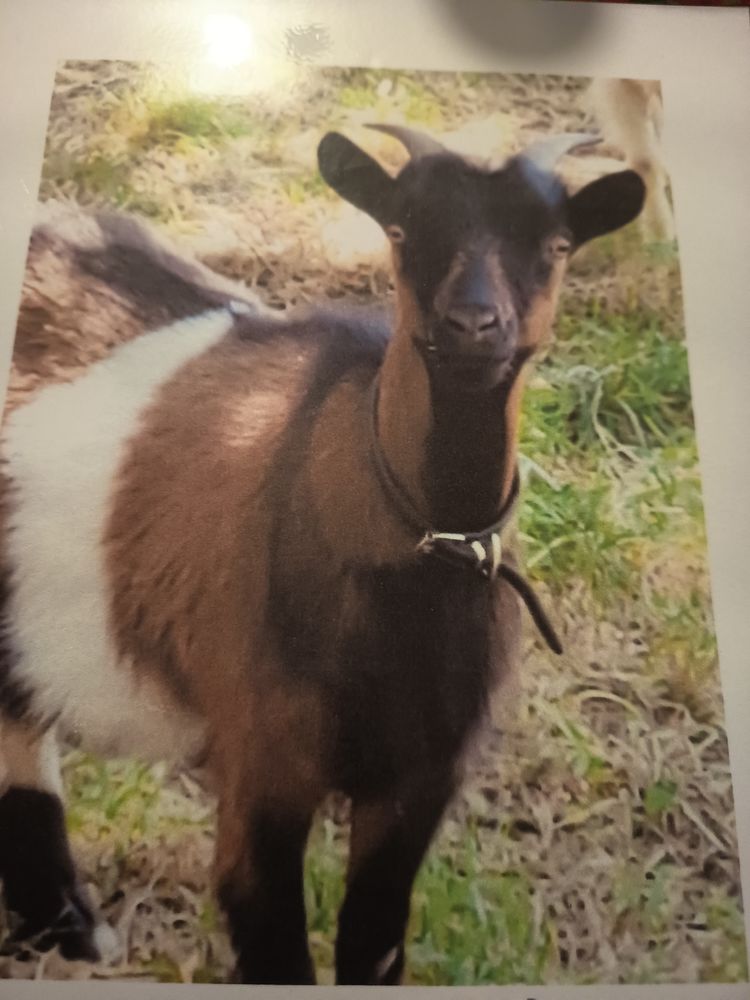 Vent bouc et ch&egrave;vre 180 72440 Saint-michel-de-chavaignes