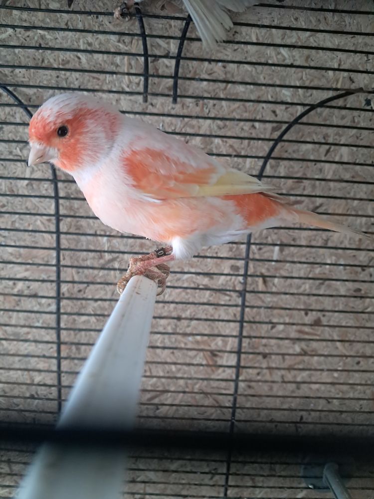 Couple canari  bagu&eacute; 2025 45 62890 Recques-sur-hem