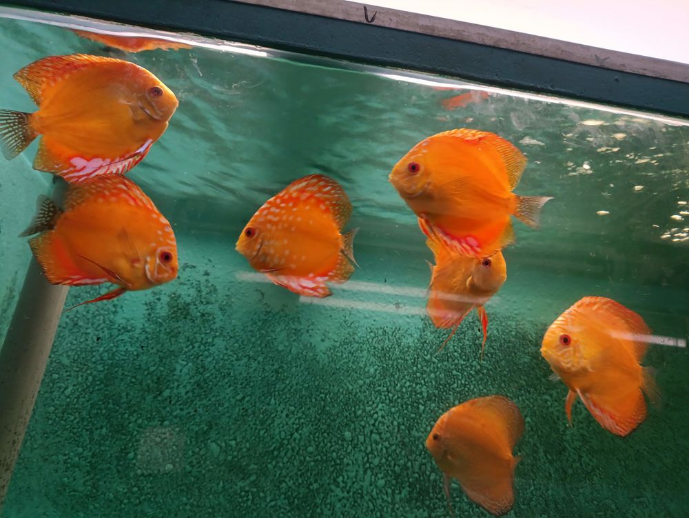 Discus 0 44390 Casson