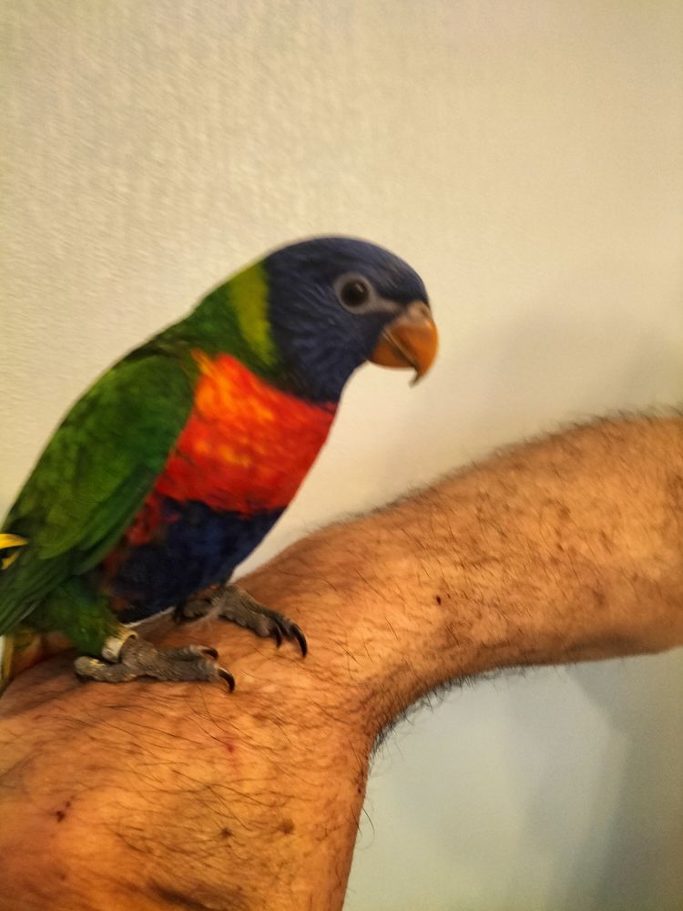 Loriquet 350 29820 Guilers