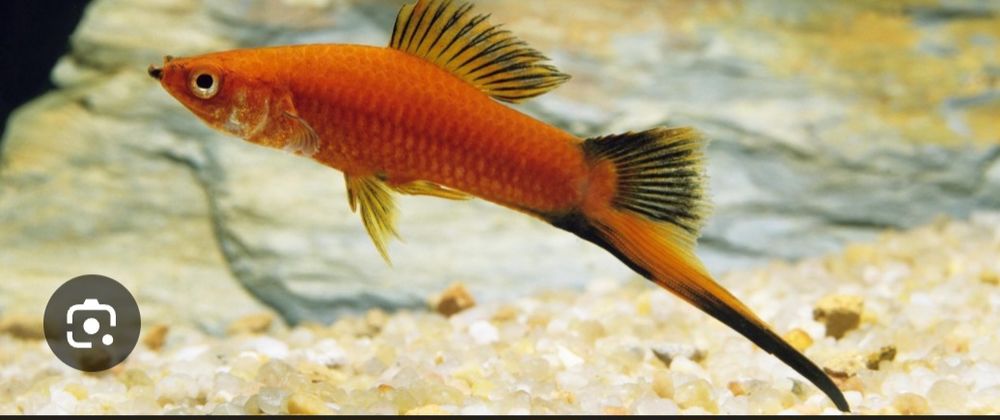 M&acirc;les Xypho 0 44290 Conquereuil