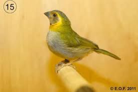 chanteur de cuba 45 79500 Melle