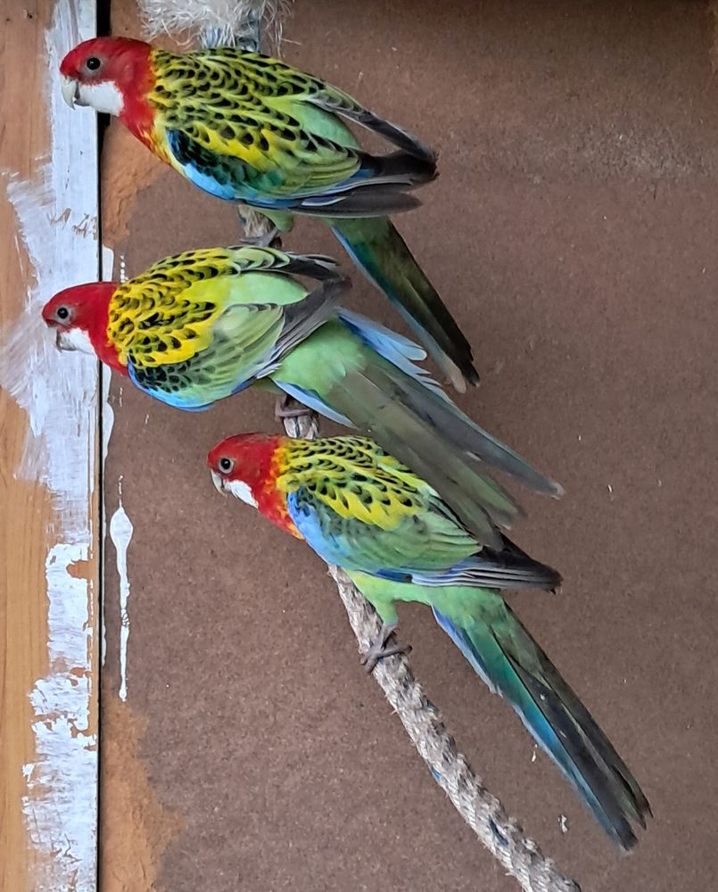 Perruches omnicolores 40 29710 Pouldreuzic