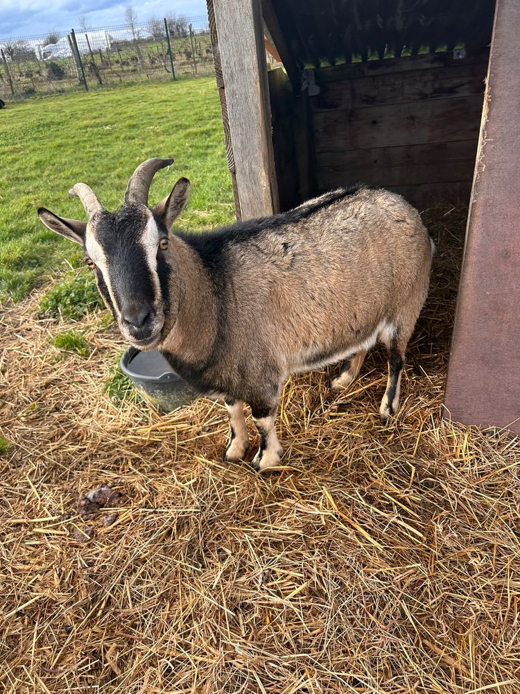 bouc et ch&egrave;vre 150 85130 Les landes-genusson