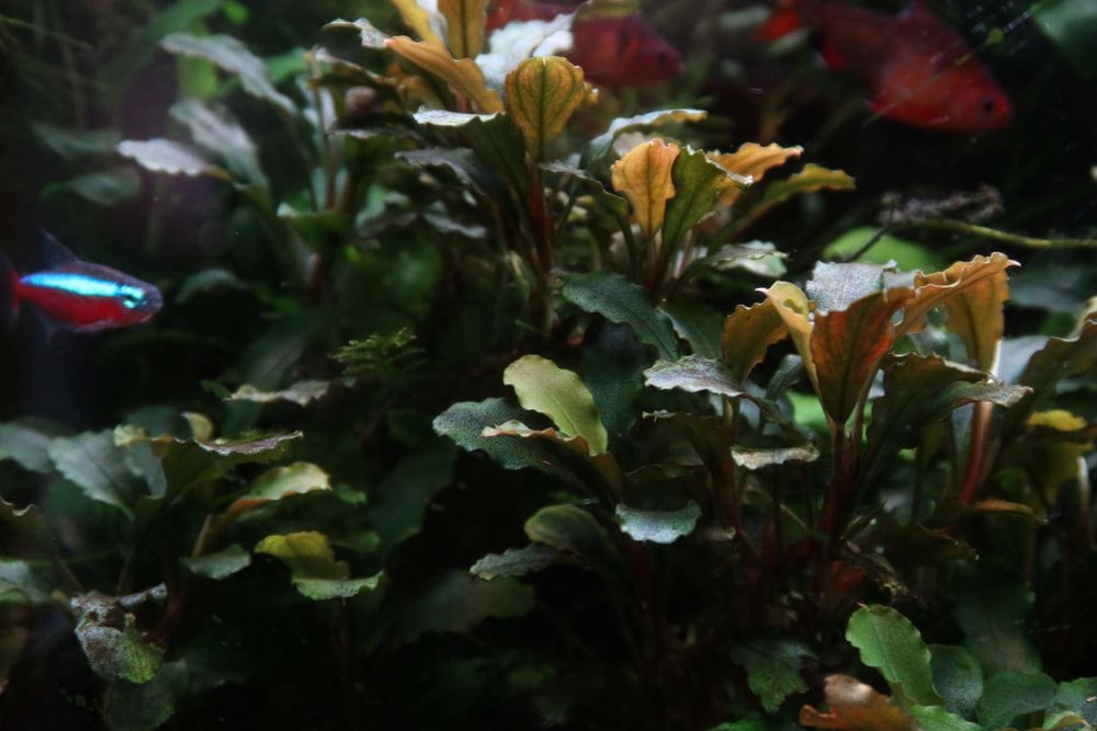 Plantes aquariums
2 91600 Savigny-sur-orge