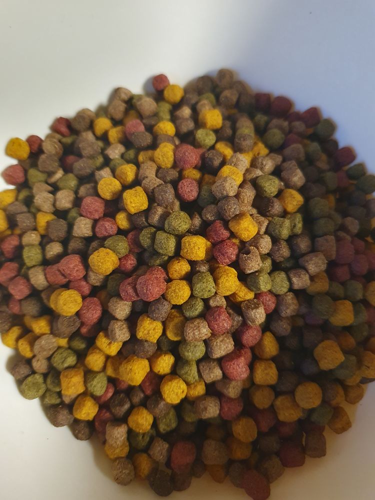 Nourriture Carpe koi 24 67240 Bischwiller