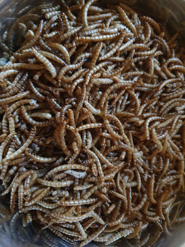 Vers de Farine S&eacute;ch&eacute; 15 67240 Bischwiller