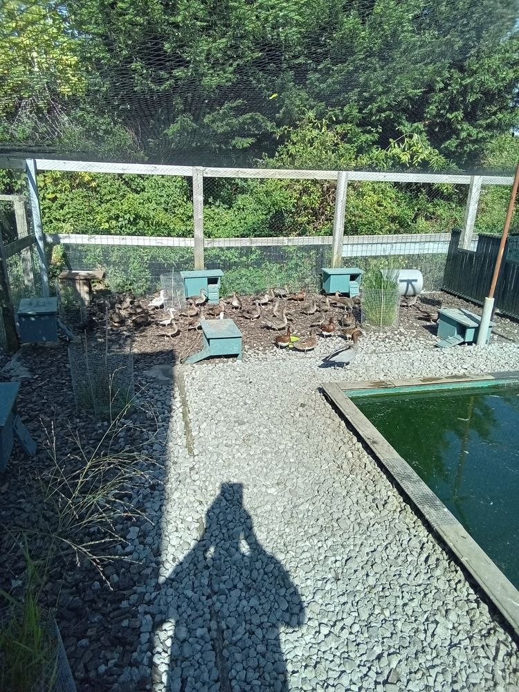 Canard, faisan 20 59143 Millam