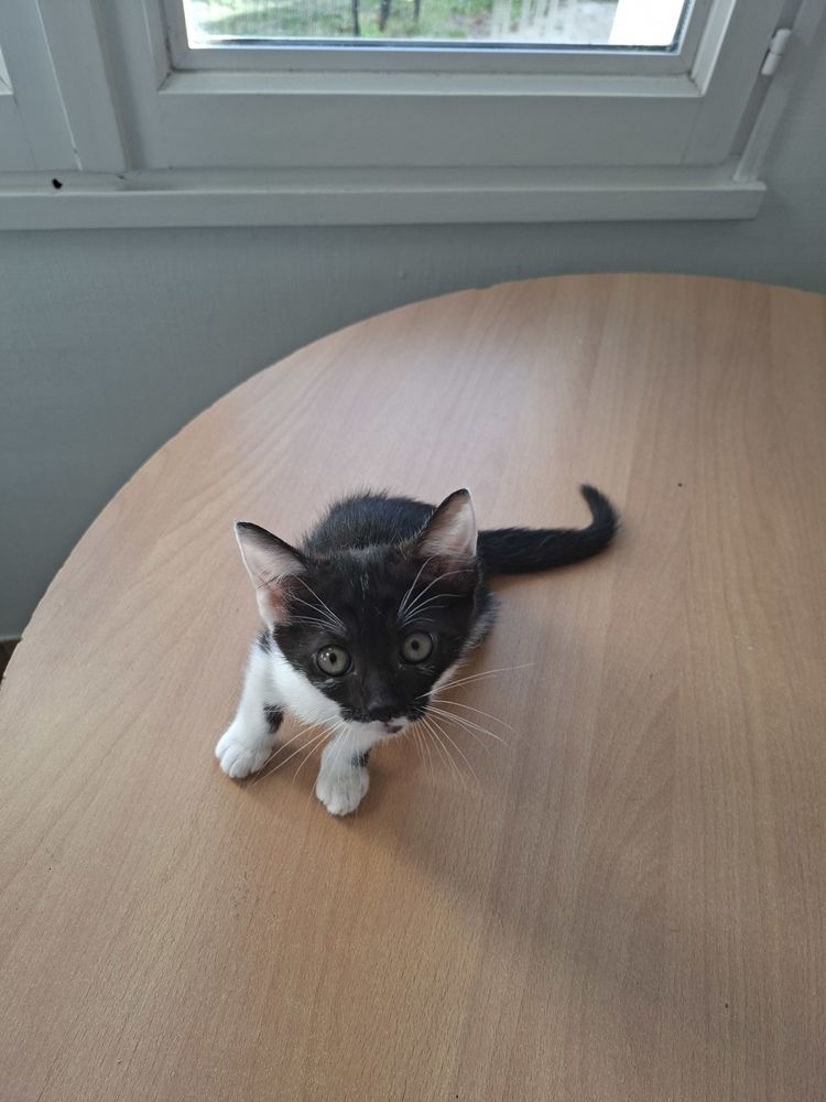 Donne  chatons 0 35600 Bains-sur-oust