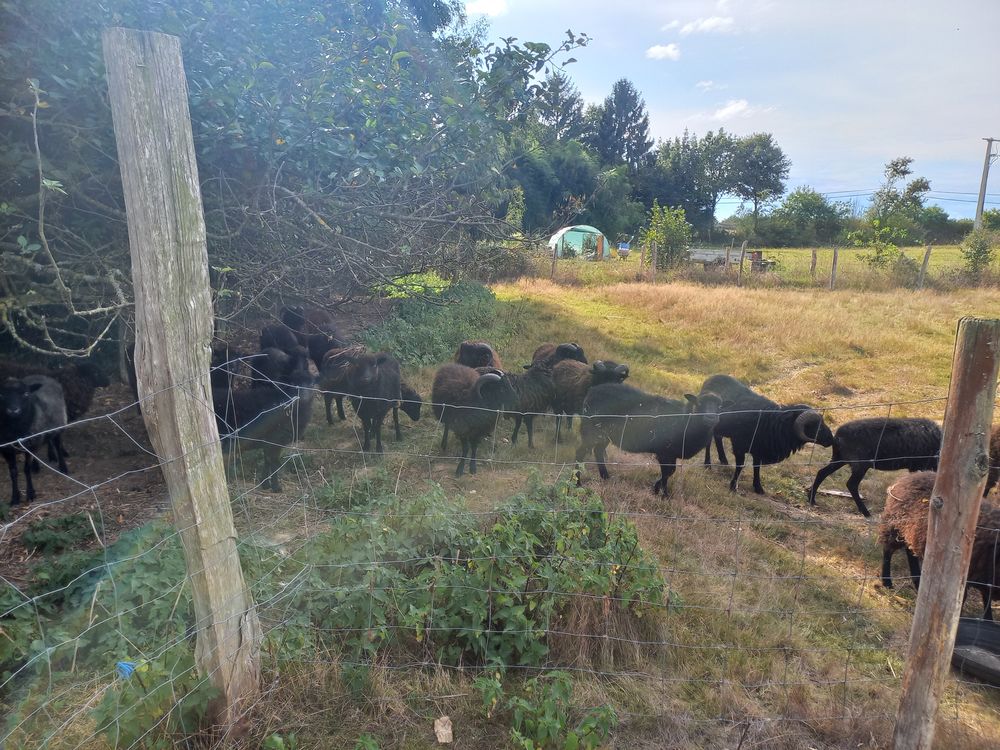 Moutons D'OUESANT 
60 44170 Nozay