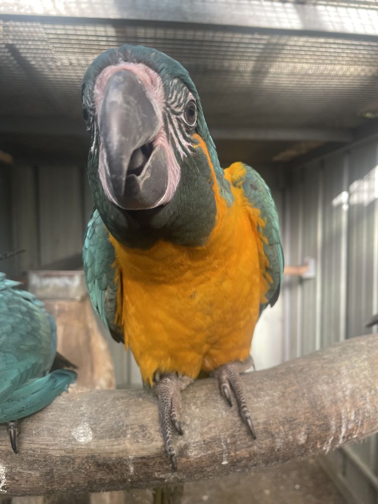 Ara &agrave; gorge bleue 1600 64210 Arbonne