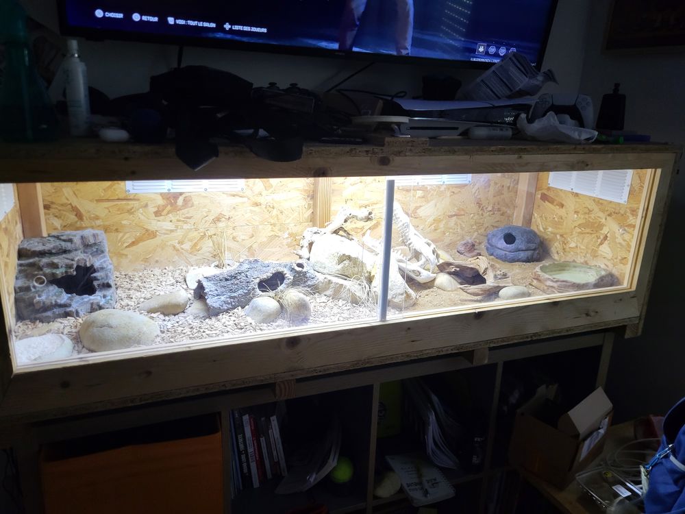 Gecko l&eacute;opard 350 39700 Rans