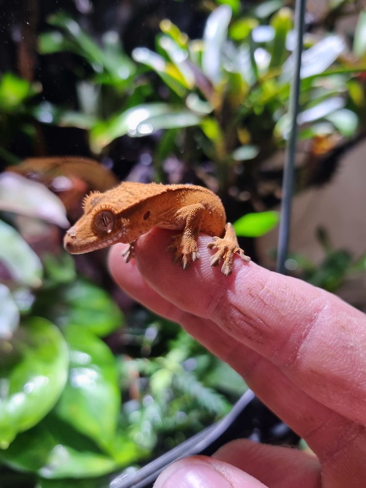 Gecko &agrave; cr&ecirc;te juv&eacute;niles 50 29000 Quimper