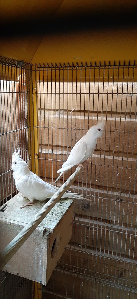 Calopsittes 25 60380 Morvillers