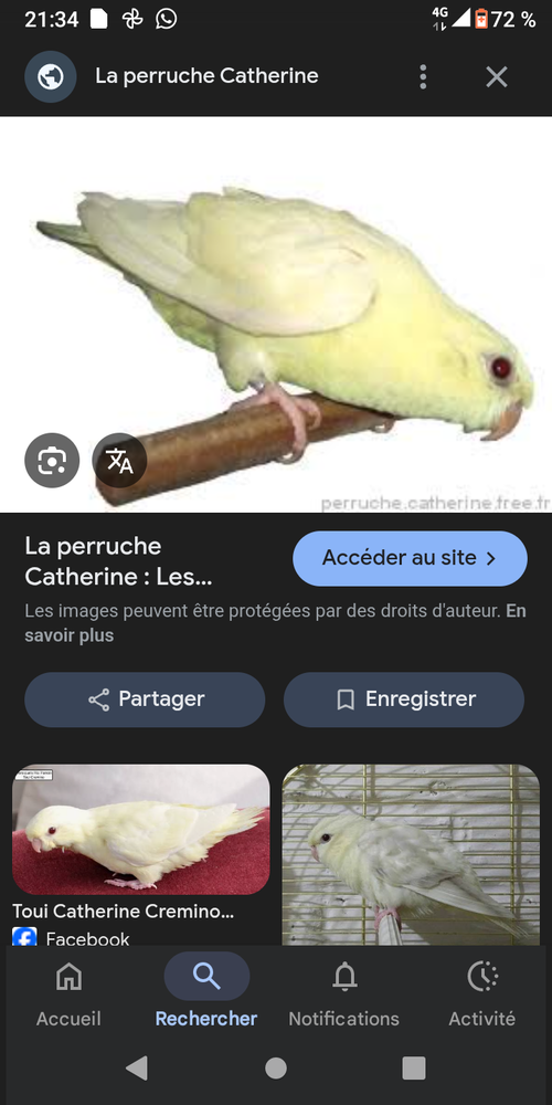 Perruche Catherine perruche calopsitte 40 46110 Cavagnac