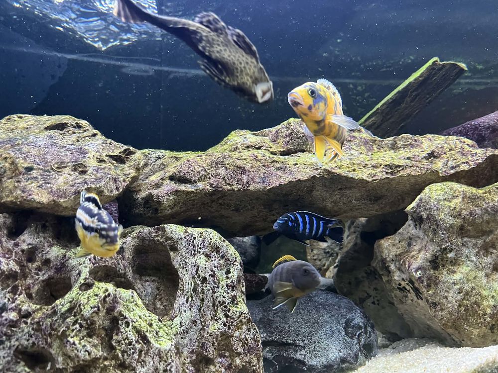 POISSONS MALAWI, NIL, ASIE 5 81600 Gaillac