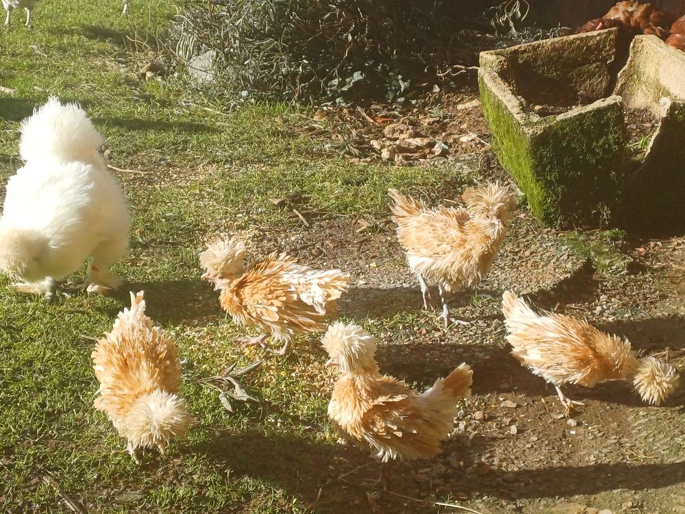 Padoue 15 79370 Fressines