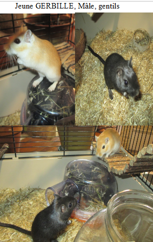 2 jeunes Gerbilles &agrave; adopter ensemble 4 18200 Saint-amand-montrond