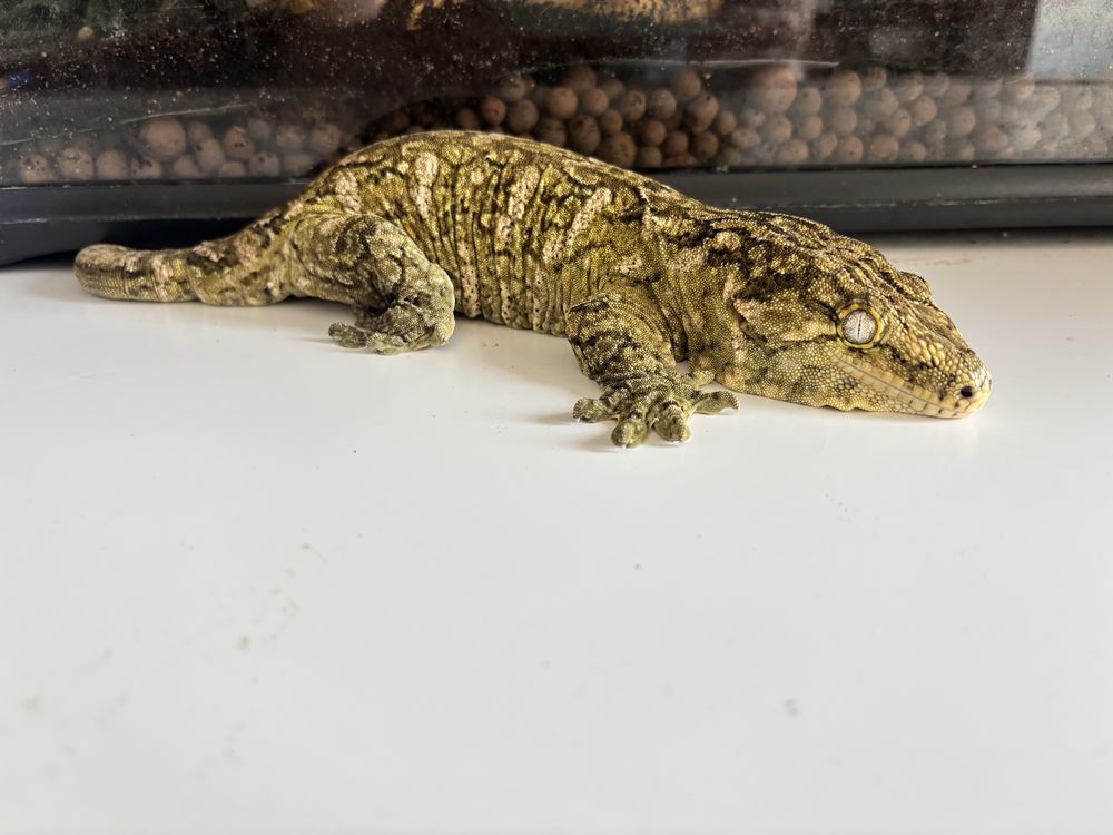 Gecko Leachianus Mont Koghi 700 49122 Le may-sur-�vre