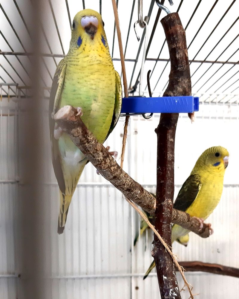 perruche ondul&eacute;e 50 77440 Lizy-sur-ourcq