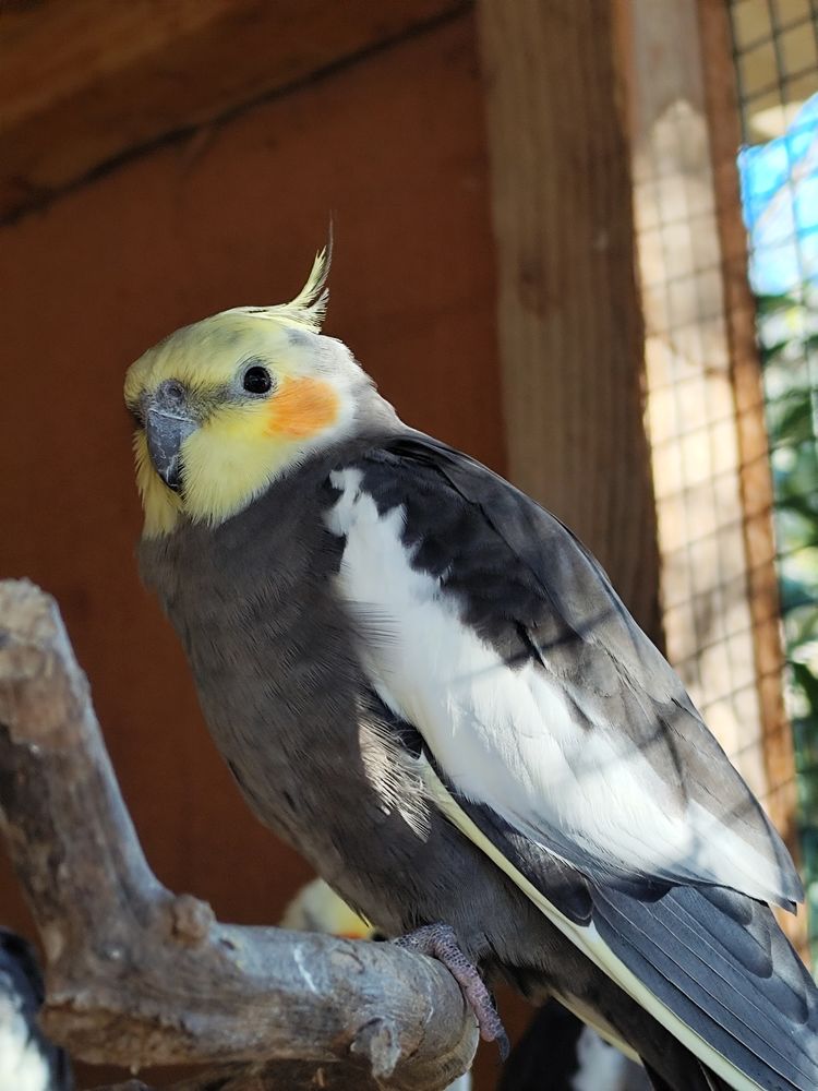 Calopsittes de 2025 25 83110 Sanary-sur-mer