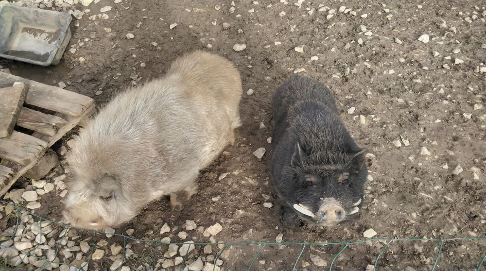 Cochon-nain 10 46340 Salviac