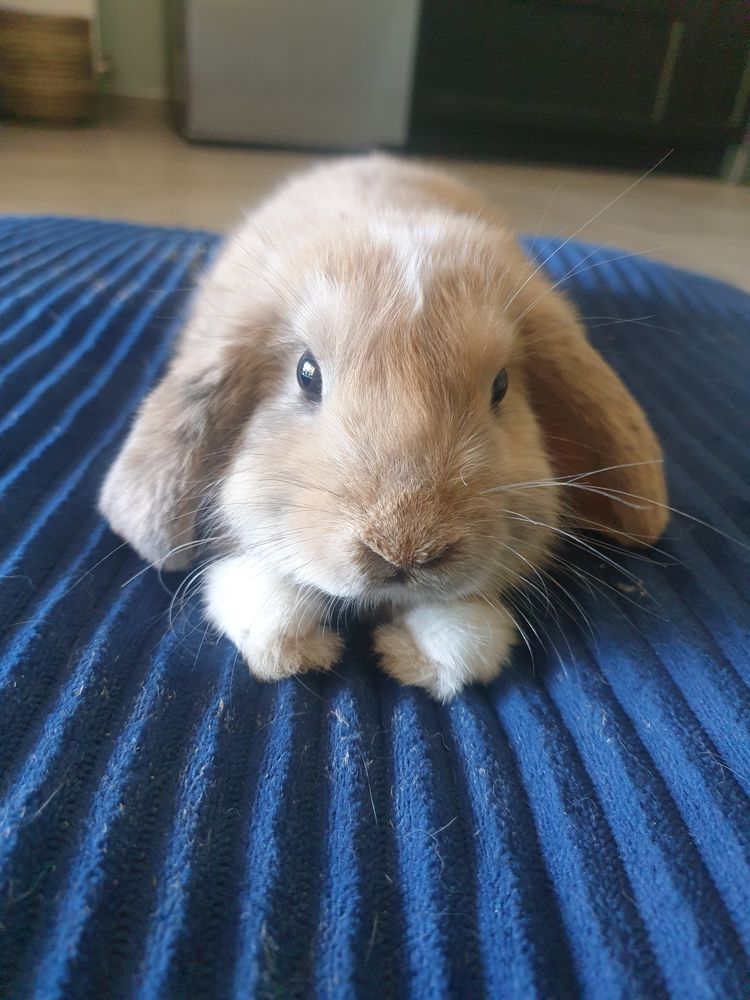 Don lapin non castr&eacute; 1 an. Personnes s&eacute;rieuses vraiment ! 0 31450 Bazi�ge