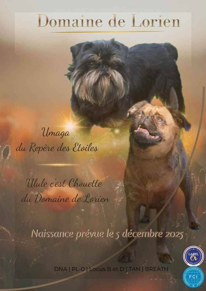 Griffon bruxellois LOF 1800 32230 Marciac