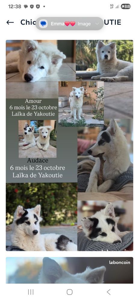 Chiens La&iuml;ka de Iakoutie 500 66680 Canoh�s