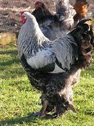 Coqs, nombreuse races et vari&eacute;t&eacute;s diff&eacute;rentes 20 77540 Courpalay