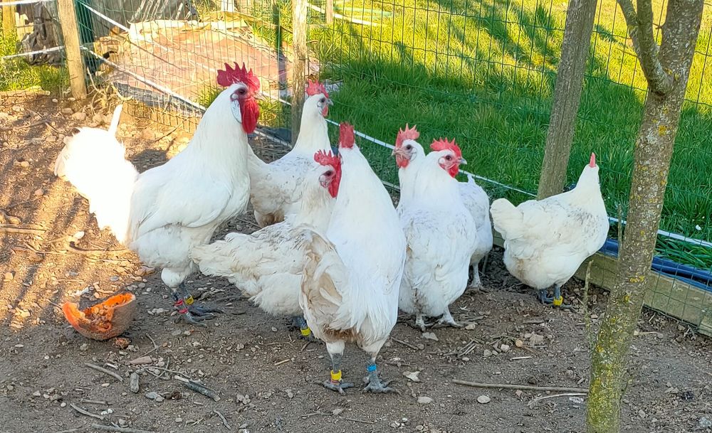 OEUFS FECONDES DE POULES DE BRESSE A PATTES BLEUES 2 79250 Nueil-les-aubiers