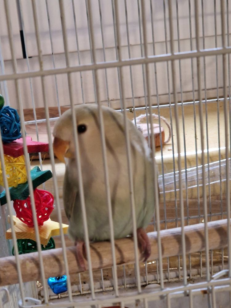 Ins&eacute;parables roseicolis 30 06330 Roquefort-les-pins