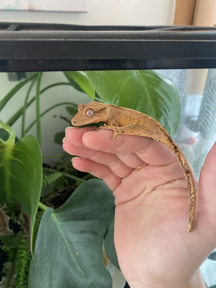 Jeune correlophus ciliatus 0 39000 Lons-le-saunier