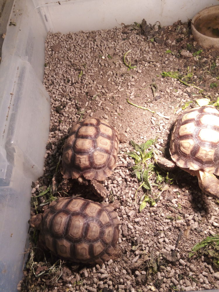 Tortue sulcata 250 72380 Jou�-l'abb�