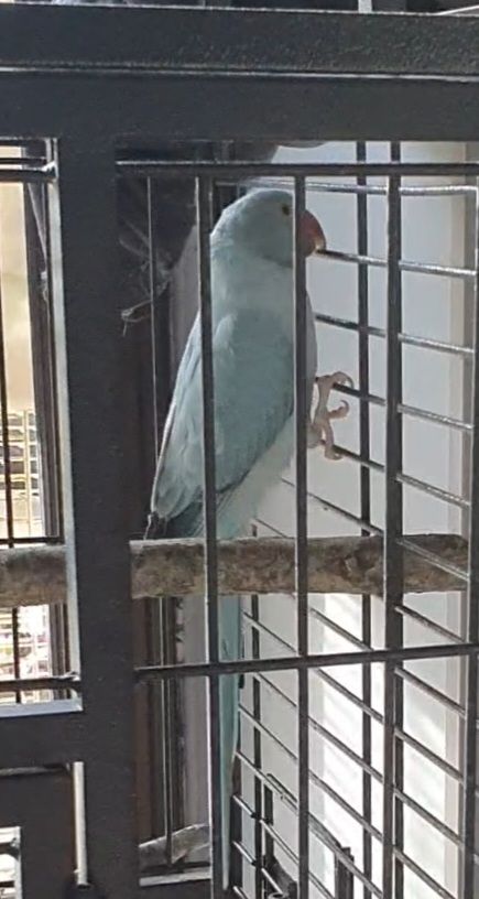 Perruche a collier opaline porteur cleartail 250 16450 Saint-claud