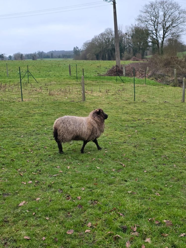 Brebis d'ouessant 80 22980 Pl�lan-le-petit