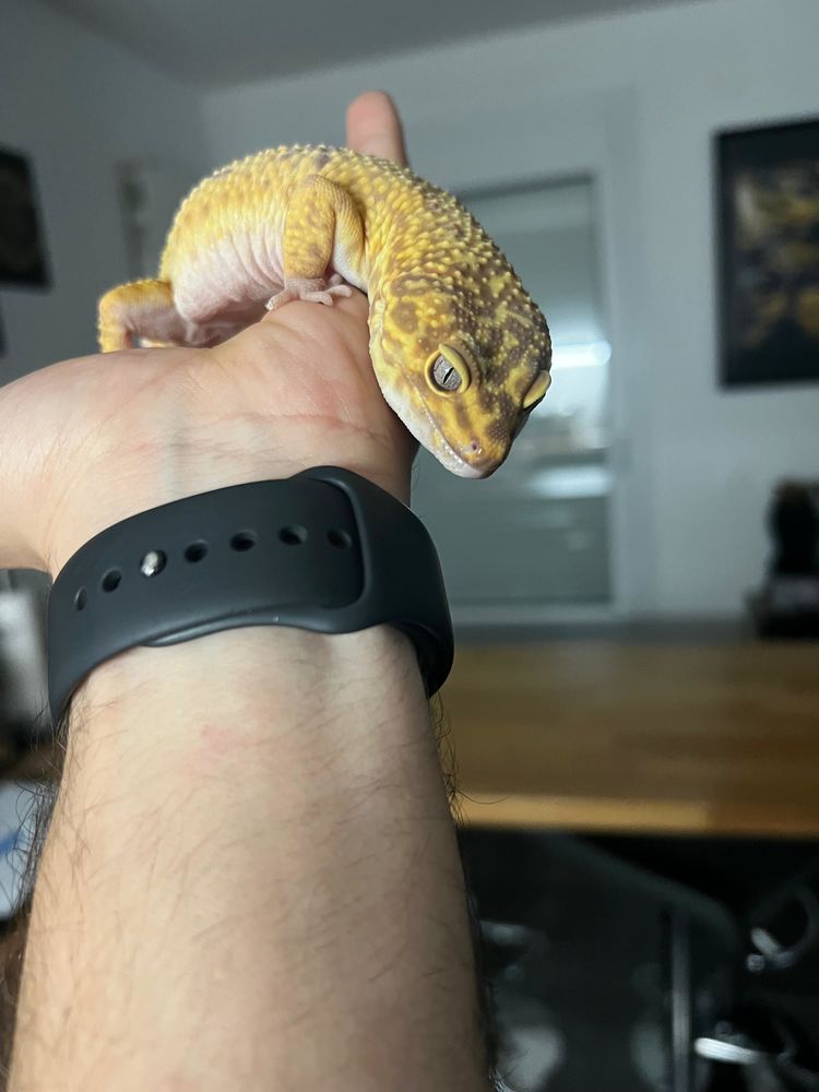 En un gecko l&eacute;opard et tous ces accessoires. 160 74130 Bonneville