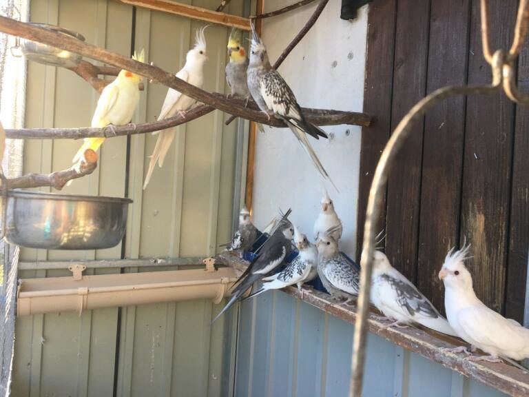 Ouseaux de cage et de voliere 40 40110 Morcenx