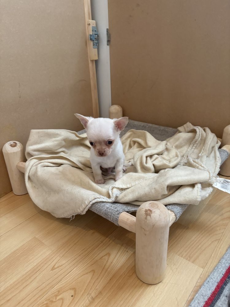 Chiot chihuahua 600 12500 Espalion