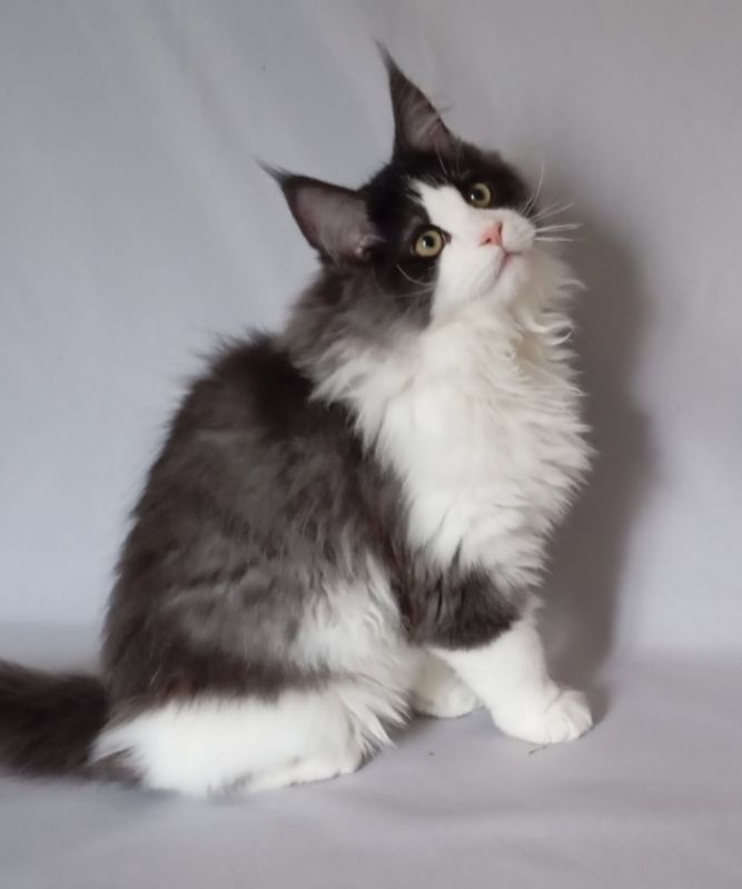 chatons maine coon 1300 63200 Riom